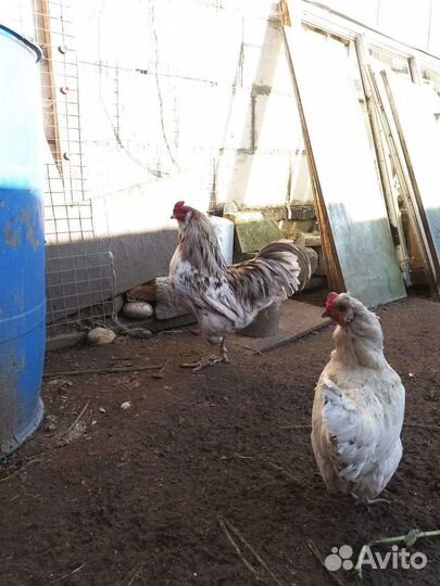 Молодые петушки