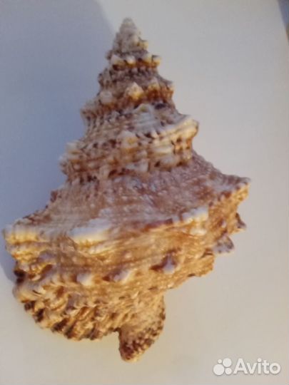 Морские ракушки раковины