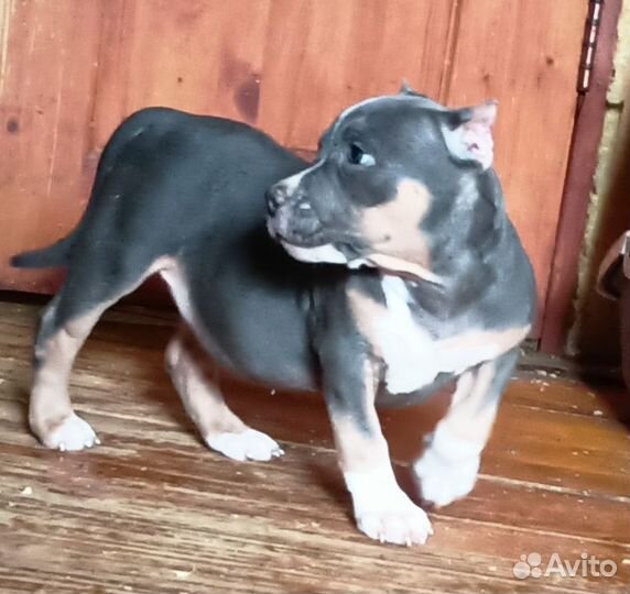 Американский булли, девочки стандарт/классик