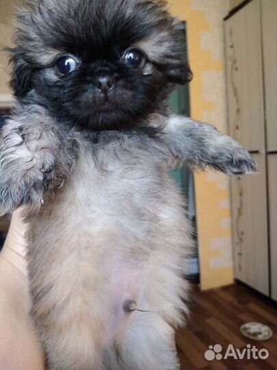 Щенки пекинеса