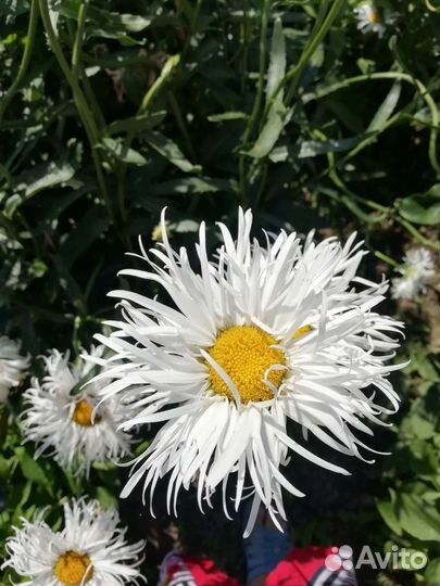 Ромашка кудрявая