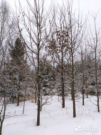 Дуб черешчатый