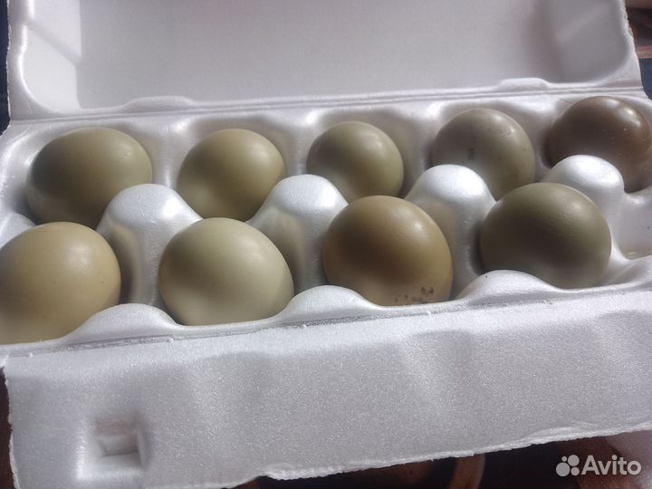 Яйца фазанов (инкубационные)
