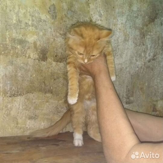 Милый рыжик