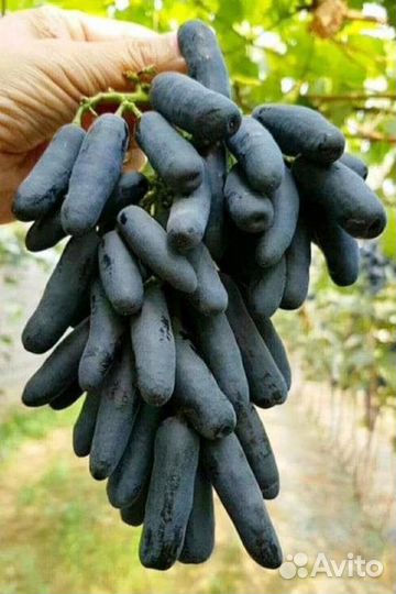 Виноград Аватар