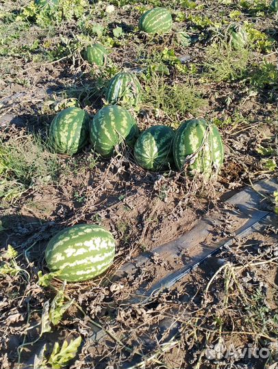 Семена арбуза