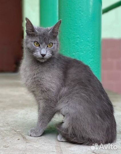 Красивая кошечка,Фенотип Русской голубой