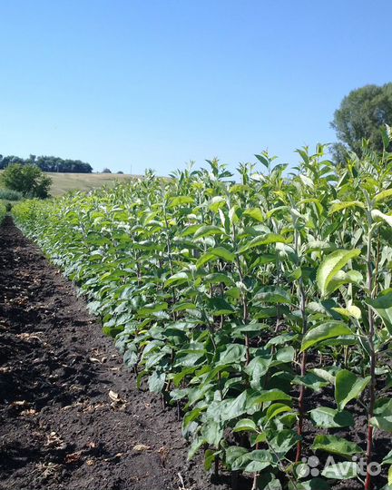 Плодовые саженцы