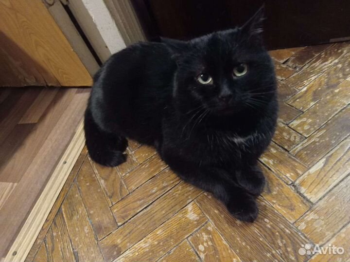 Кот 2.5 года