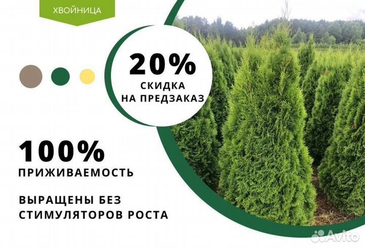 Туя Колумна