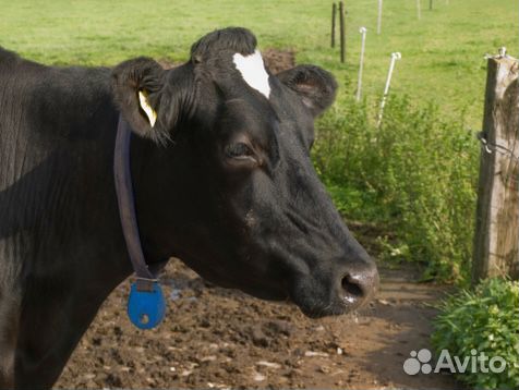 Корова дойная с теленком