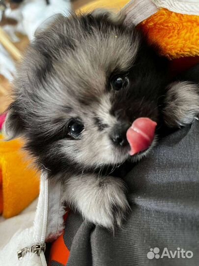 Шпицедетки