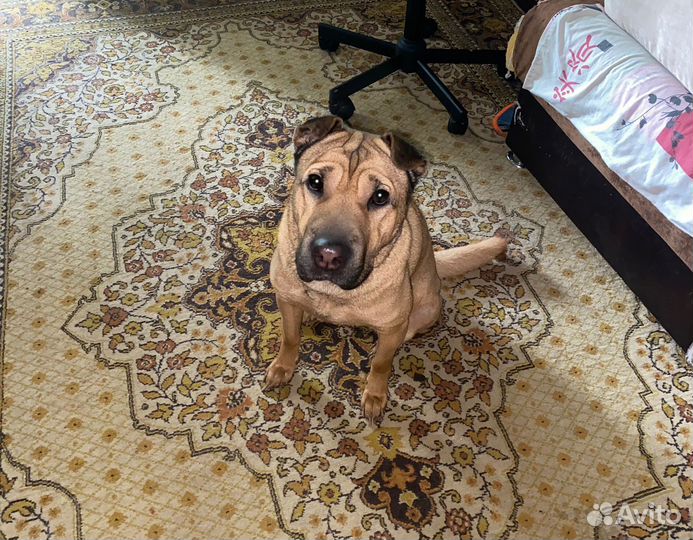 Митис шарпея