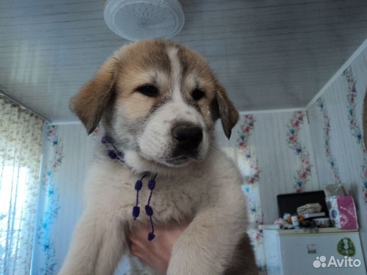 Щенки пиренейской горной собаки