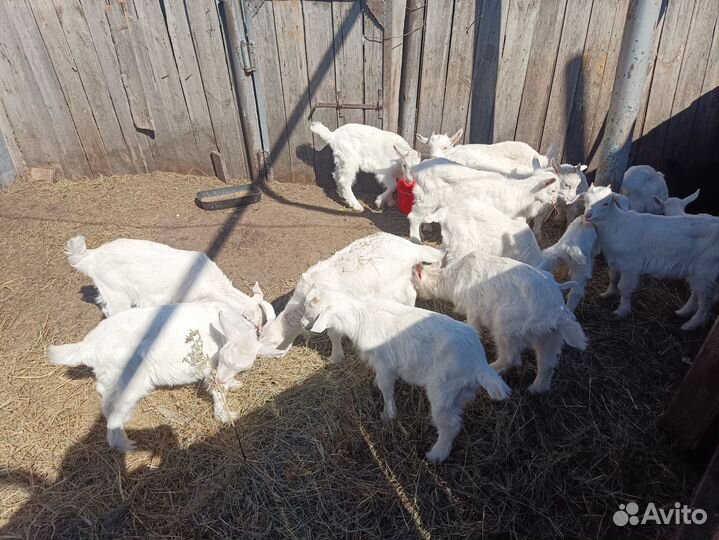 Гусята и Козлики