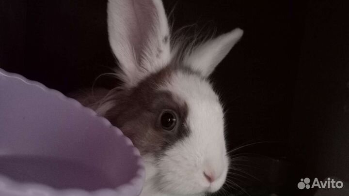 Декоративный кролики в добрые руки