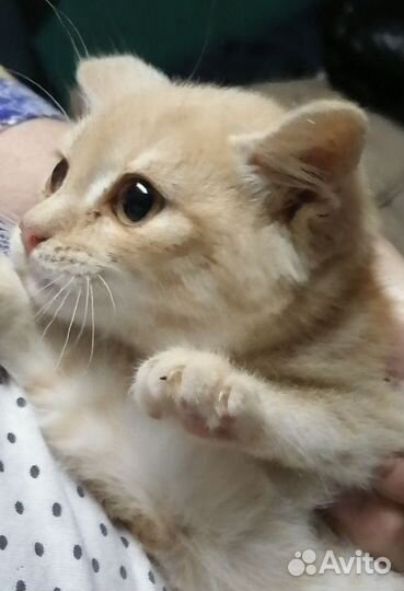 Котенок Персик 3мес бесплатно в добрый дом