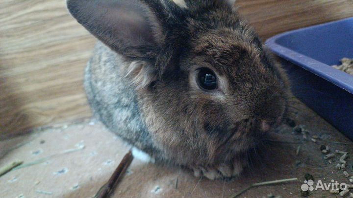 Декоративные кролики