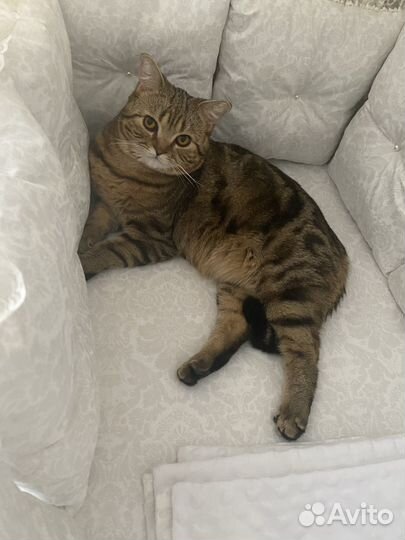 Кот в добрые руки