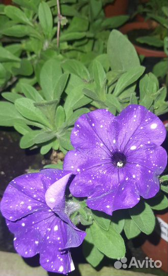 Черенок ампельной питуньи