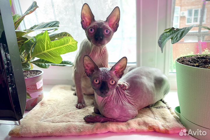 Канадский сфинкс мальчик