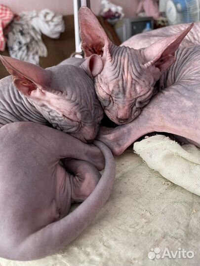 Петерболд сфинкс