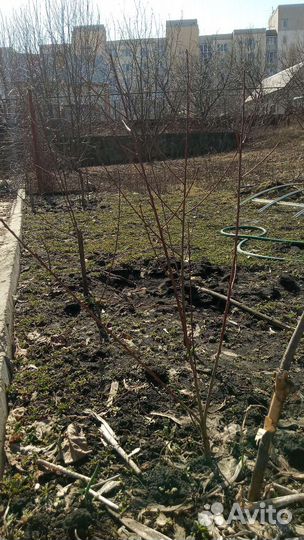 Саженцы абрикоса