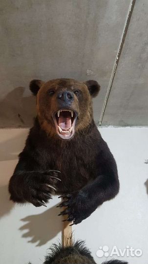 Изготовление трофеев