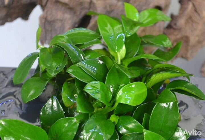 Молинезия лира,Гуппи и ещё разные рыбки,растения