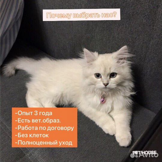 Передержка домашних животных на дому