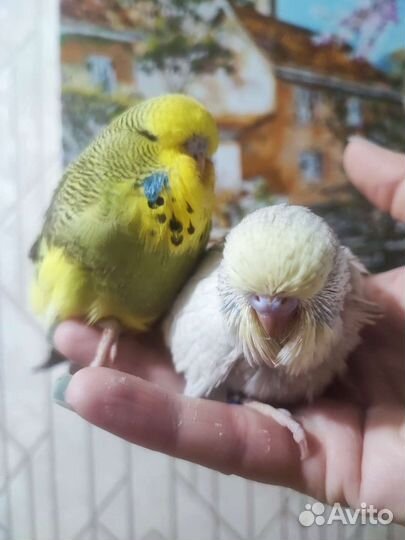 Чех, ввп Волнистый попугай ручной Подарок