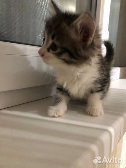 Котята в добрые руки бесплатно