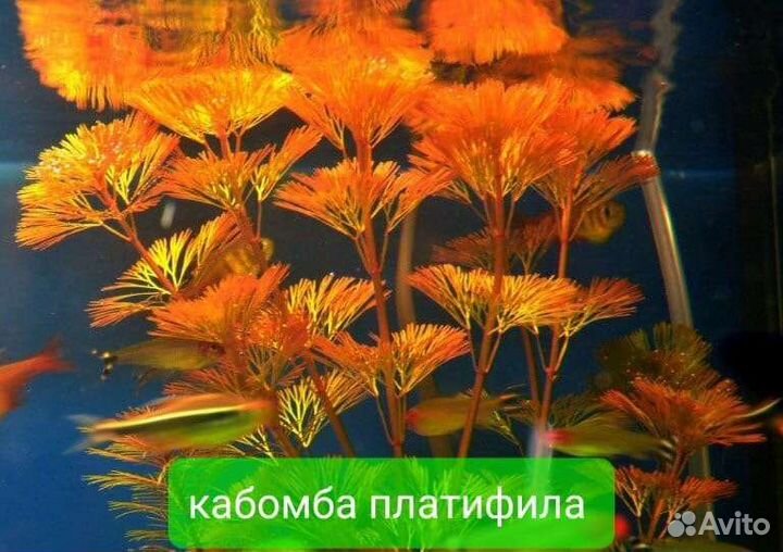 Аквариумные растения