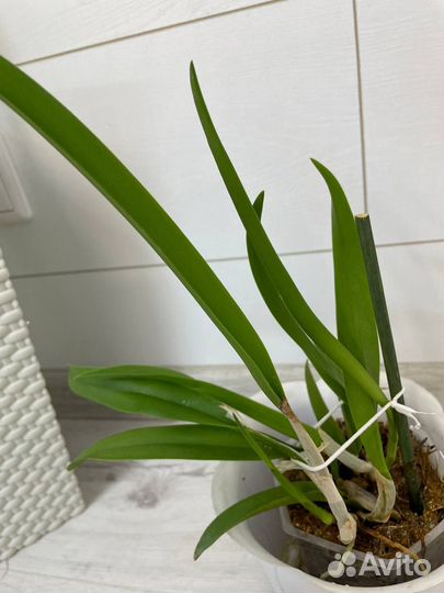 Орхидея каттлея