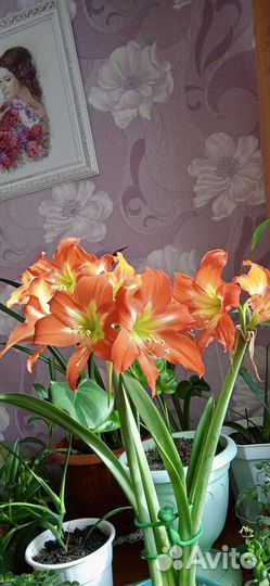 Гиппеаструм