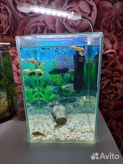 Аквариум с рыбками