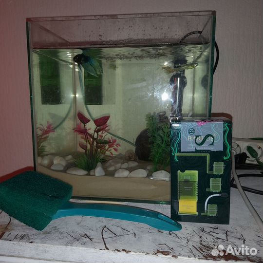 Аквариумные рыбки