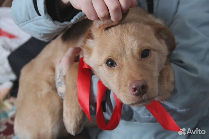 Рыжее солнце