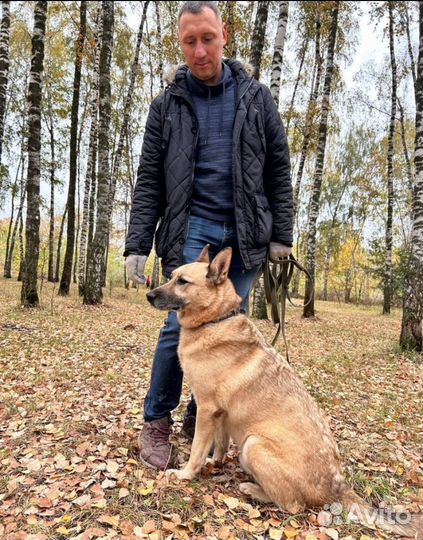 Статный Шарик хочет домой