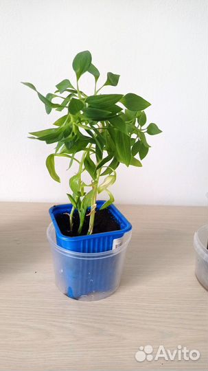 Альстромерия