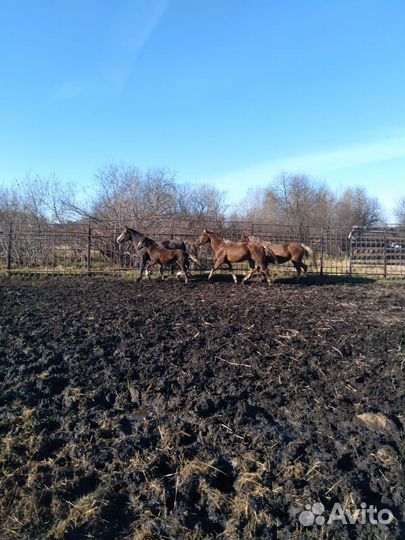Продам коней