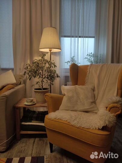 Фикус бенджамина