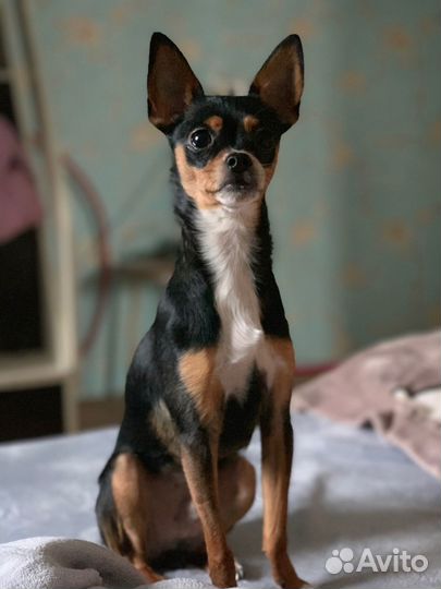 Кинологические услуги, кинолог, передержка собак