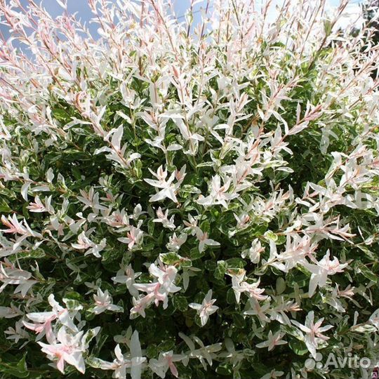 Ива японская Хакуро Нишики