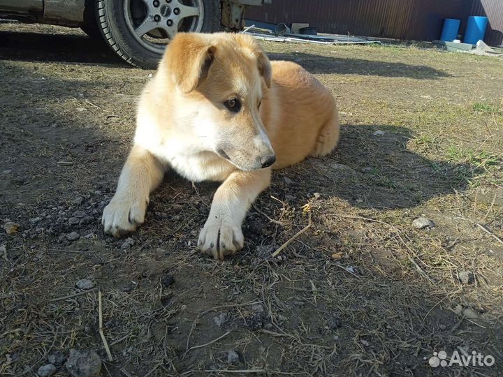 Девочка лайки