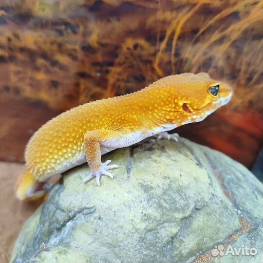 Ящерица Пятнистый леопардовый эублефар
