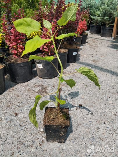 Гортензия древовидная 