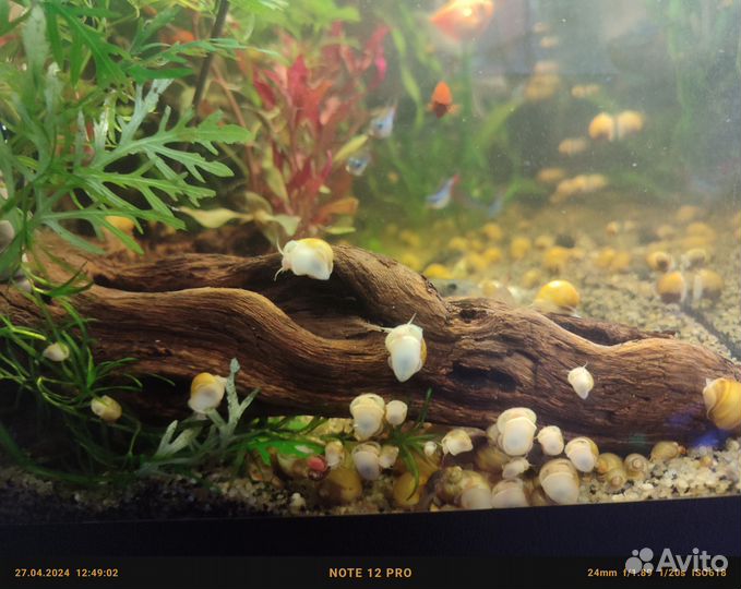 Улитки ампулярии