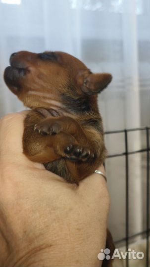 Щенки (бронь)