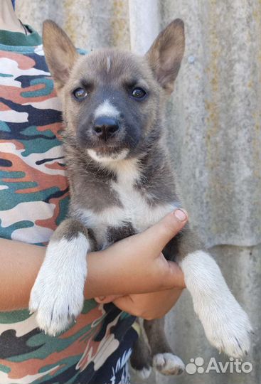 Продаю щенков